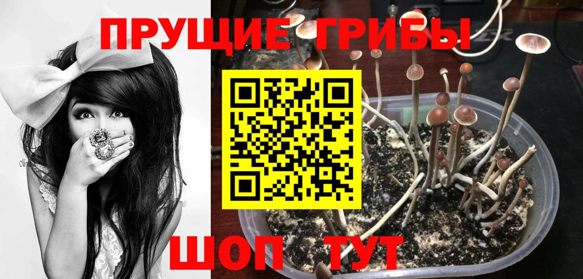 Липецк  Псилоцибиновые грибы Psilocybe  Вход с VPN 